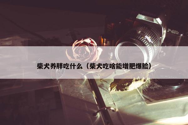 柴犬养胖吃什么（柴犬吃啥能增肥爆脸）