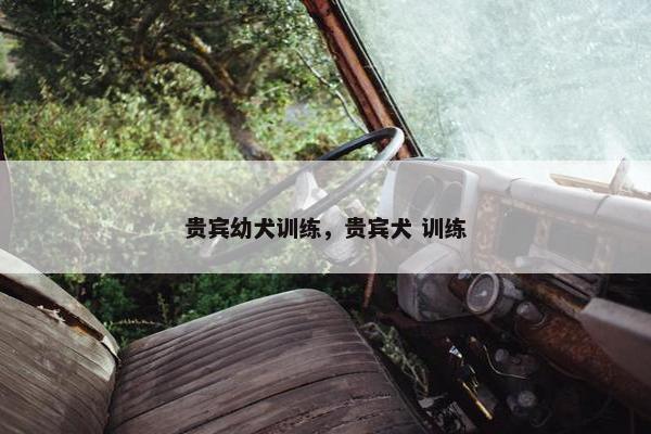 贵宾幼犬训练，贵宾犬 训练