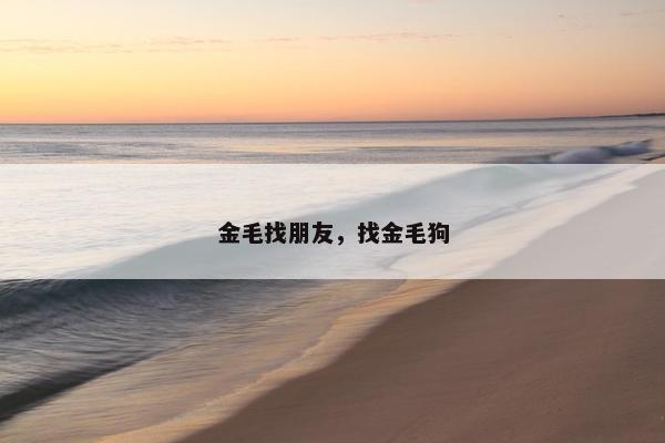 金毛找朋友，找金毛狗