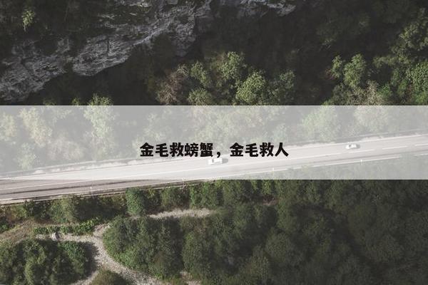 金毛救螃蟹，金毛救人