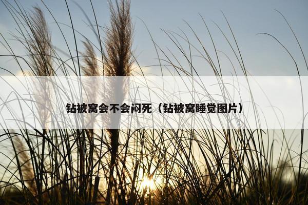 钻被窝会不会闷死（钻被窝睡觉图片）