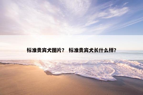 标准贵宾犬图片？ 标准贵宾犬长什么样？