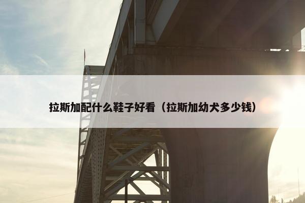 拉斯加配什么鞋子好看（拉斯加幼犬多少钱）