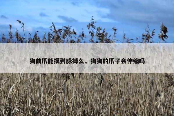 狗前爪能摸到脉搏么，狗狗的爪子会伸缩吗