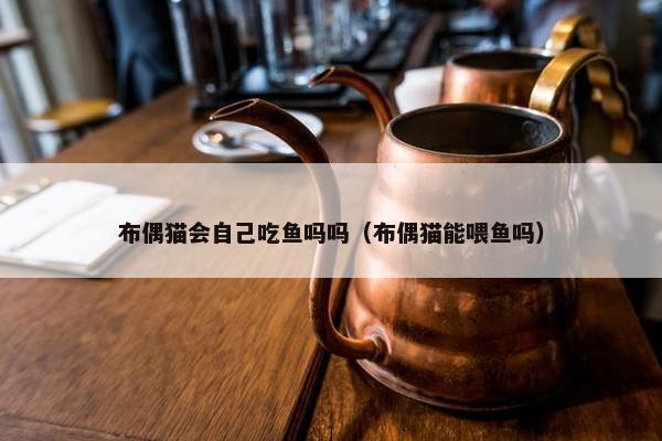布偶猫会自己吃鱼吗吗（布偶猫能喂鱼吗）
