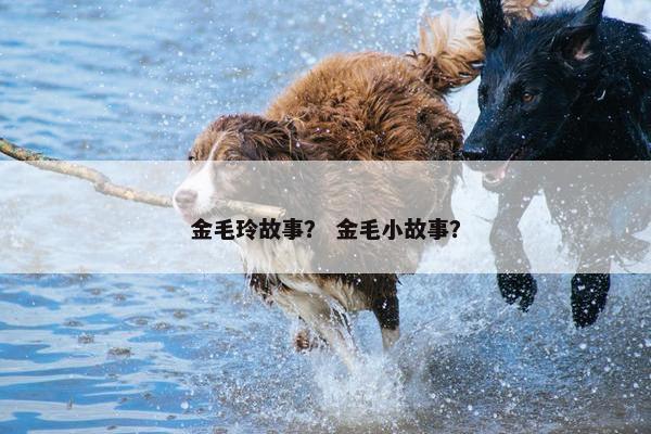 金毛玲故事？ 金毛小故事？