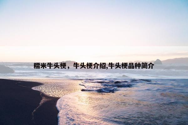 糯米牛头梗，牛头梗介绍,牛头梗品种简介