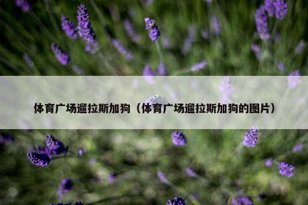 体育广场遛拉斯加狗（体育广场遛拉斯加狗的图片）