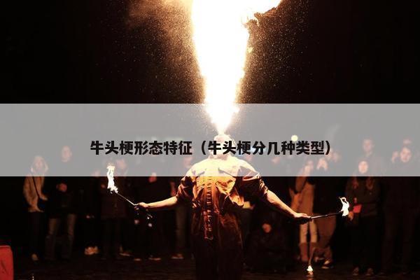 牛头梗形态特征（牛头梗分几种类型）