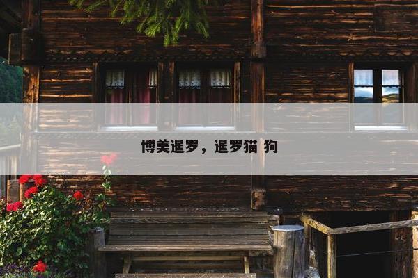 博美暹罗，暹罗猫 狗