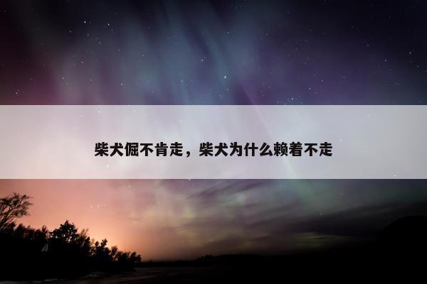 柴犬倔不肯走，柴犬为什么赖着不走