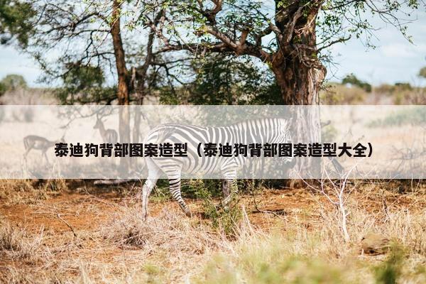 泰迪狗背部图案造型（泰迪狗背部图案造型大全）