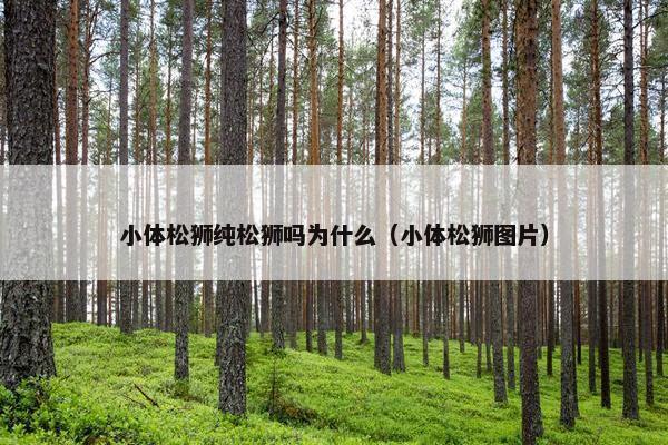 小体松狮纯松狮吗为什么（小体松狮图片）