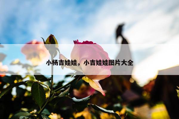 小杨吉娃娃，小吉娃娃图片大全