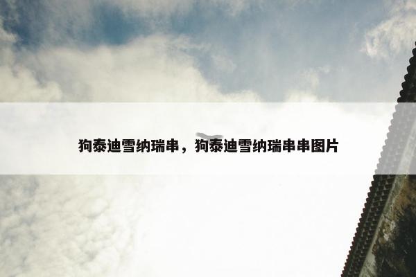 狗泰迪雪纳瑞串，狗泰迪雪纳瑞串串图片