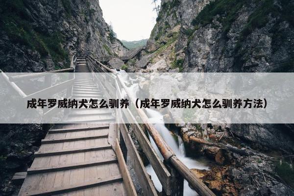 成年罗威纳犬怎么驯养（成年罗威纳犬怎么驯养方法）