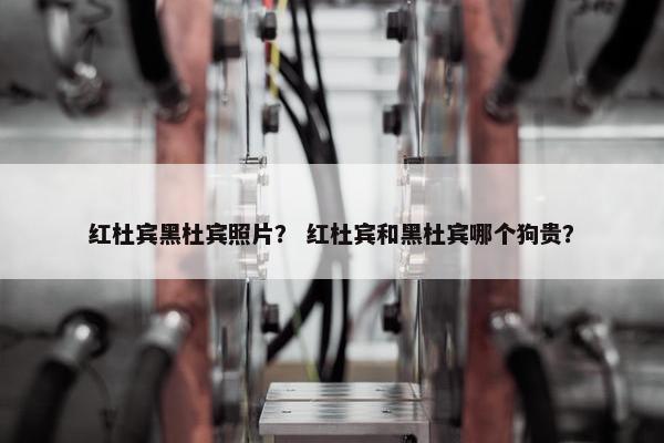 红杜宾黑杜宾照片？ 红杜宾和黑杜宾哪个狗贵？