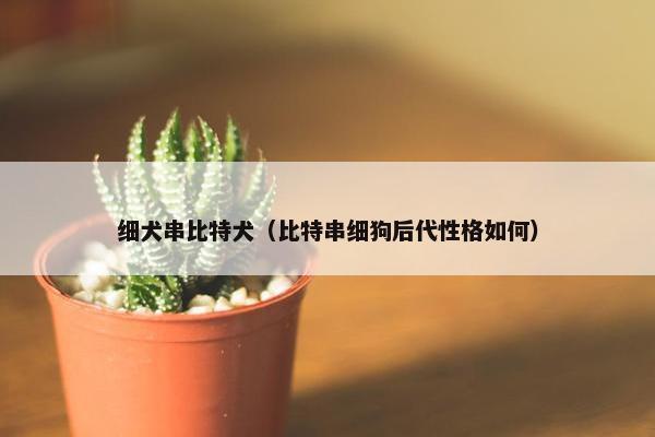细犬串比特犬（比特串细狗后代性格如何）
