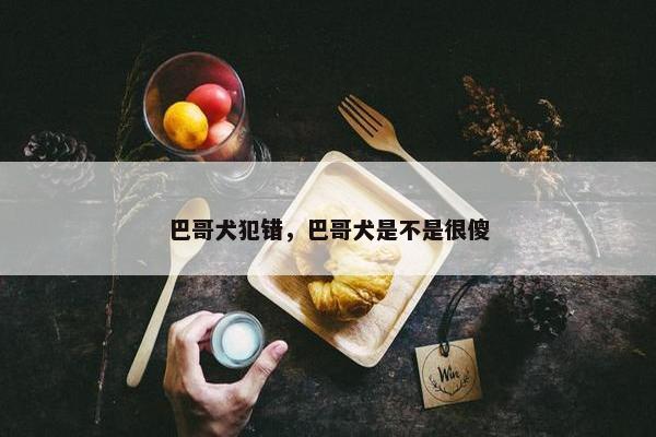巴哥犬犯错，巴哥犬是不是很傻