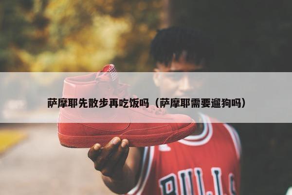 萨摩耶先散步再吃饭吗（萨摩耶需要遛狗吗）