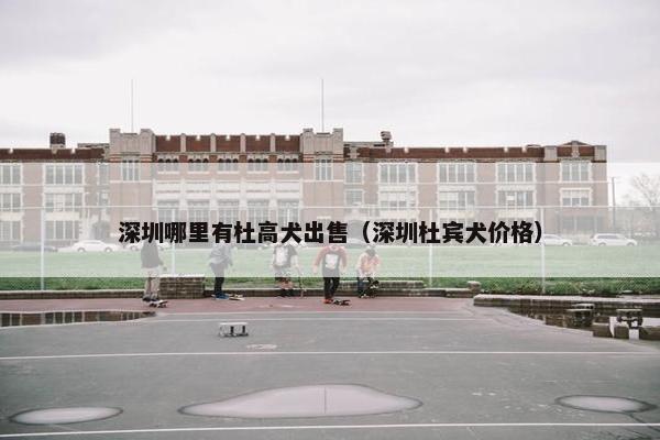 深圳哪里有杜高犬出售（深圳杜宾犬价格）