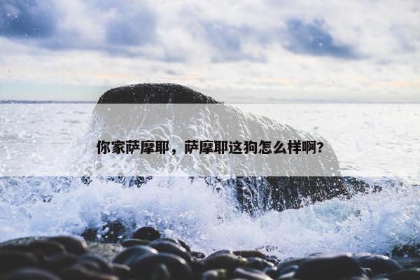 你家萨摩耶，萨摩耶这狗怎么样啊?