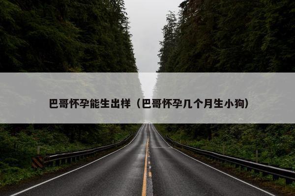 巴哥怀孕能生出样（巴哥怀孕几个月生小狗）