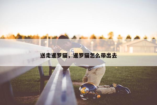 送走暹罗猫，暹罗猫怎么带出去