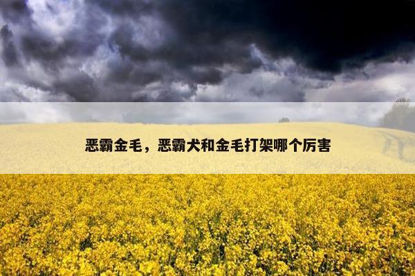 恶霸金毛，恶霸犬和金毛打架哪个厉害