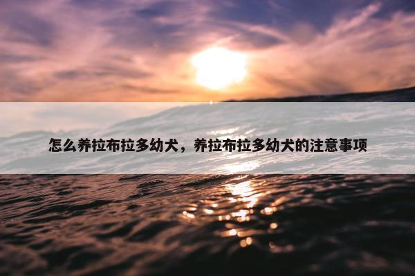 怎么养拉布拉多幼犬，养拉布拉多幼犬的注意事项