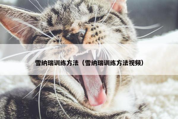 雪纳瑞训练方法（雪纳瑞训练方法视频）