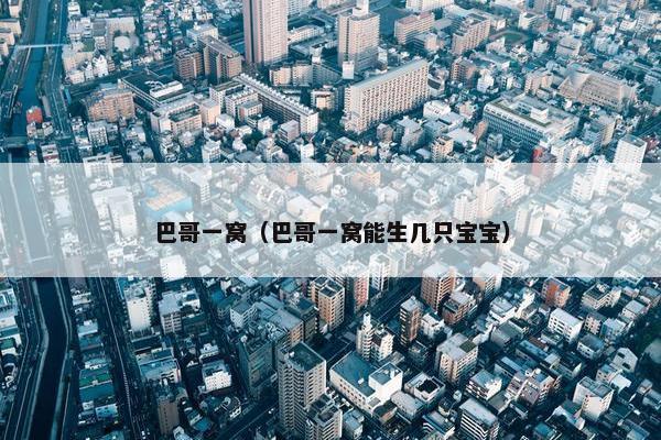 巴哥一窝（巴哥一窝能生几只宝宝）
