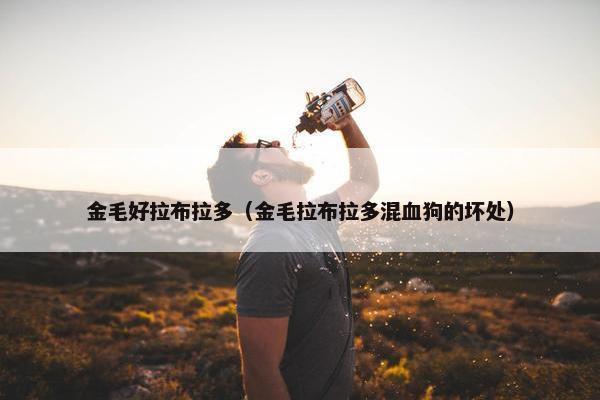 金毛好拉布拉多（金毛拉布拉多混血狗的坏处）