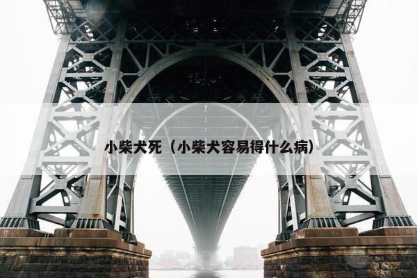 小柴犬死（小柴犬容易得什么病）
