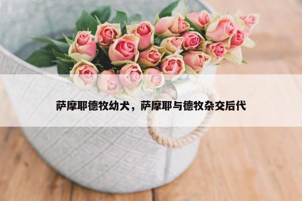 萨摩耶德牧幼犬，萨摩耶与德牧杂交后代