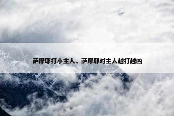 萨摩耶打小主人，萨摩耶对主人越打越凶