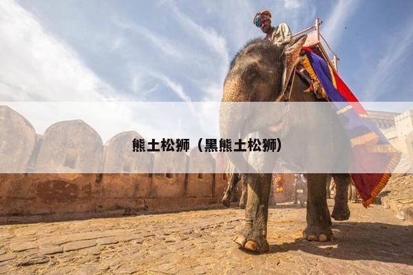 熊土松狮（黑熊土松狮）