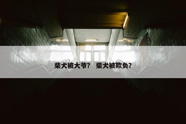 柴犬被大爷？ 柴犬被欺负？