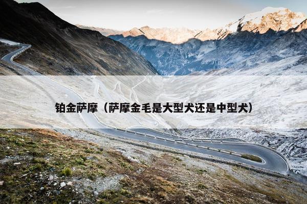 铂金萨摩（萨摩金毛是大型犬还是中型犬）