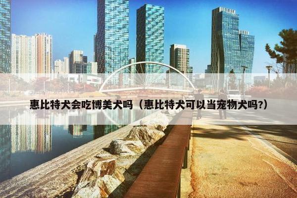 惠比特犬会吃博美犬吗（惠比特犬可以当宠物犬吗?）