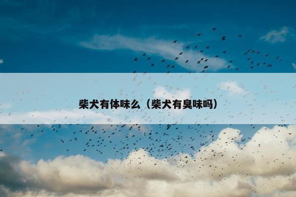 柴犬有体味么（柴犬有臭味吗）