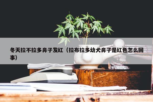 冬天拉不拉多鼻子发红（拉布拉多幼犬鼻子是红色怎么回事）