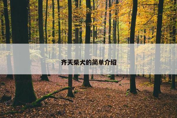 齐天柴犬的简单介绍