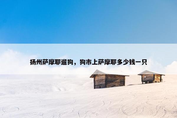 扬州萨摩耶遛狗，狗市上萨摩耶多少钱一只