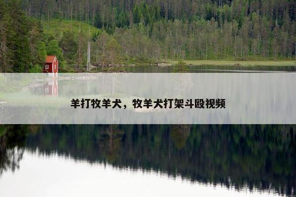 羊打牧羊犬，牧羊犬打架斗殴视频