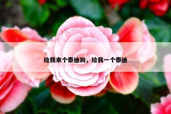 给我来个泰迪狗，给我一个泰迪