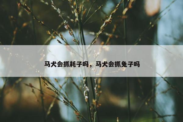 马犬会抓耗子吗，马犬会抓兔子吗