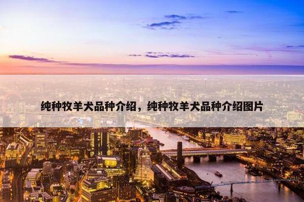 纯种牧羊犬品种介绍，纯种牧羊犬品种介绍图片