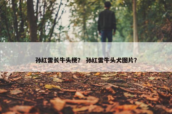 孙红雷长牛头梗？ 孙红雷牛头犬图片？