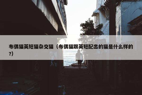 布偶猫英短猫杂交猫（布偶猫跟英短配出的猫是什么样的?）